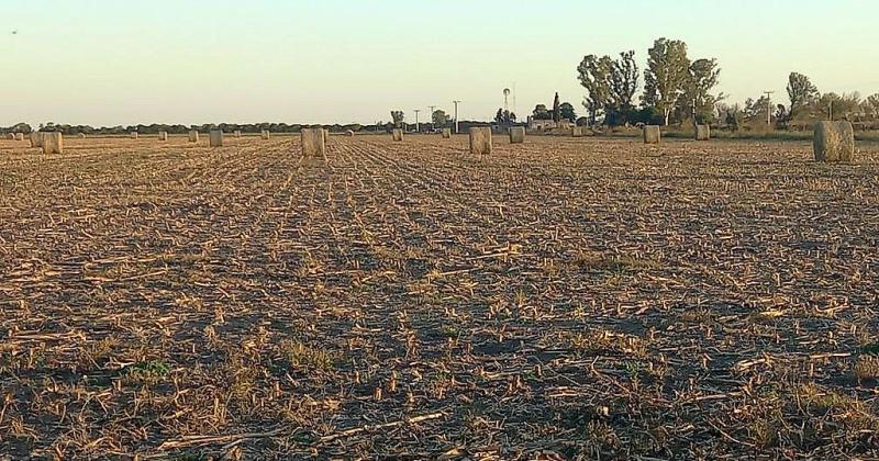 Lote de maíz de segunda  con daños por Spiroplasma kunkelii enrollado para consumo animal en el centro oeste del departamento Castellanos