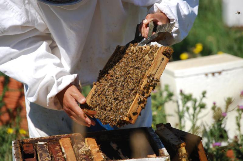 La apicultura de San Javier con peacuterdidas de hasta el 80-en-porciento-