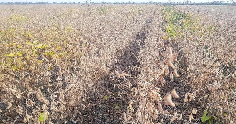 Soja de segunda en maduración plena en el noroeste del departamento Nueve de Julio