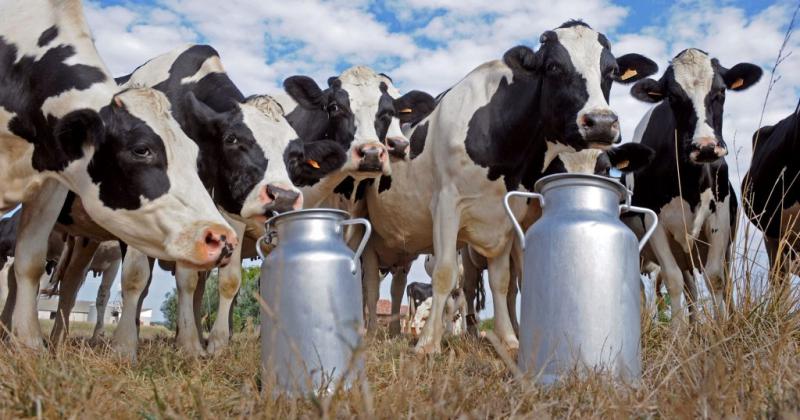 Coacutemo dejar de entregar leche para empezar a vender el croacutenico enigma argentino se debatiraacute en Rafaela