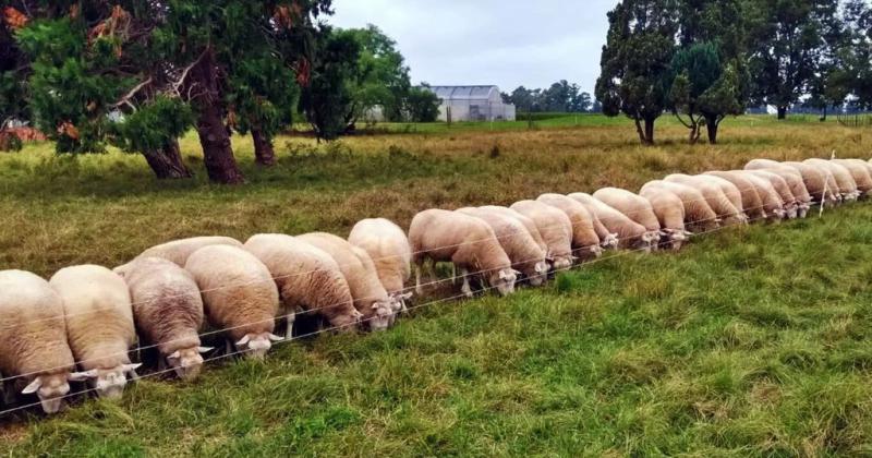 Criacutea ovina intensiva- una oportunidad de negocio en zonas agriacutecolas