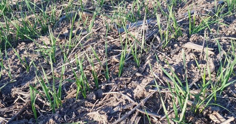 Lote con trigo en proceso de crecimiento vegetativo en el centro del departamento San Martín