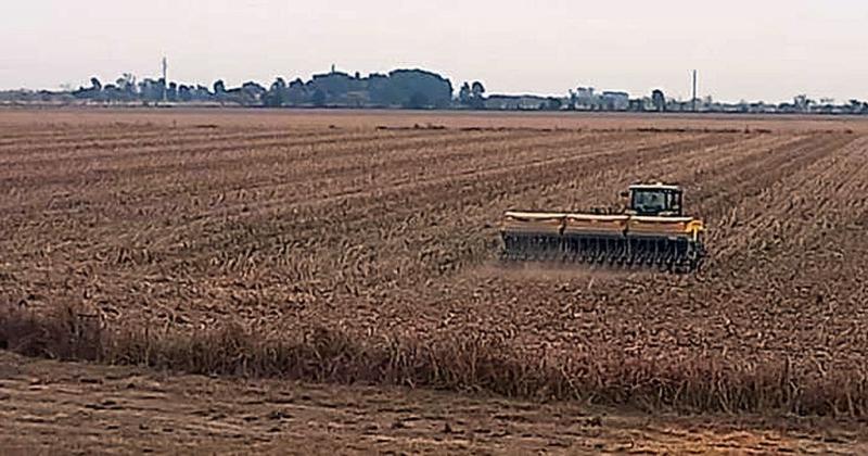 Lote con rastrojo de maíz tardío (de segunda) en proceso de siembra de trigo en el centro del departamento Castellanos