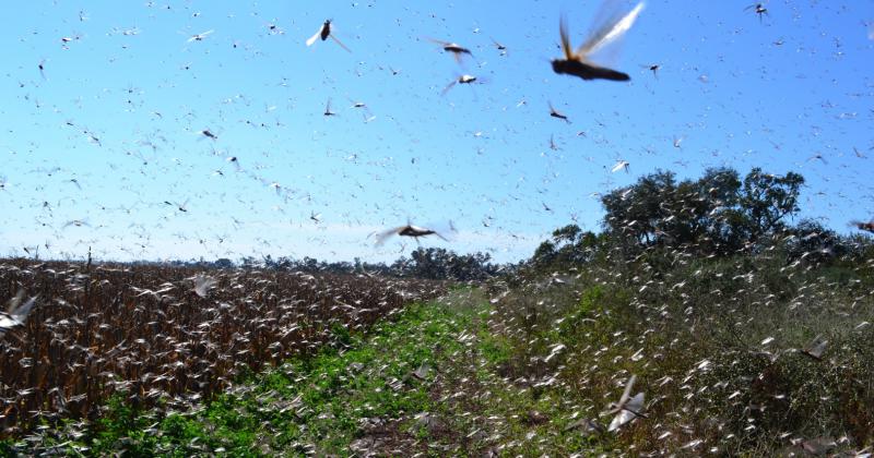 Langostas- se controlaron maacutes de 900 focos durante 2024