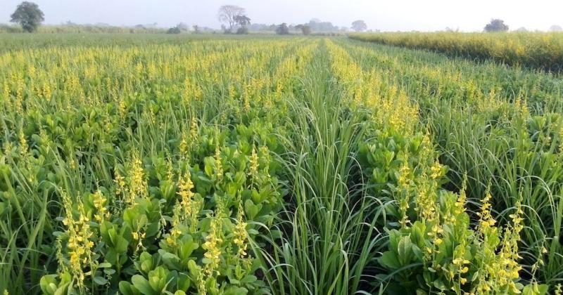 Biofumigacioacuten abonos verdes y cultivos de cobertura seraacuten temas de un simposio internacional