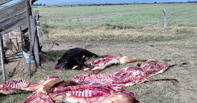 Alerta ante la ola de delito rural en Castellanos- no queremos que haya balas