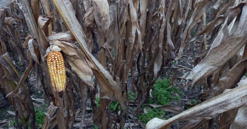 Las labores agriacutecolas bajaron un cambio en el centro norte provincial