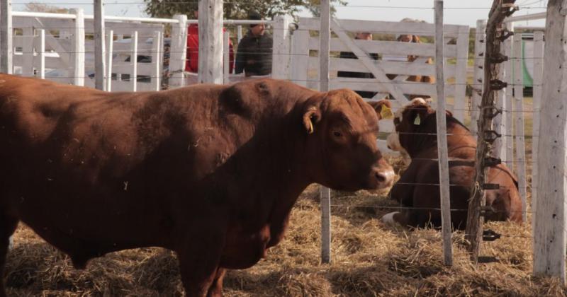 Retraso ganadero- en kilos de novillo los toros de las cabantildeas santafesinas valieron menos que el antildeo pasado