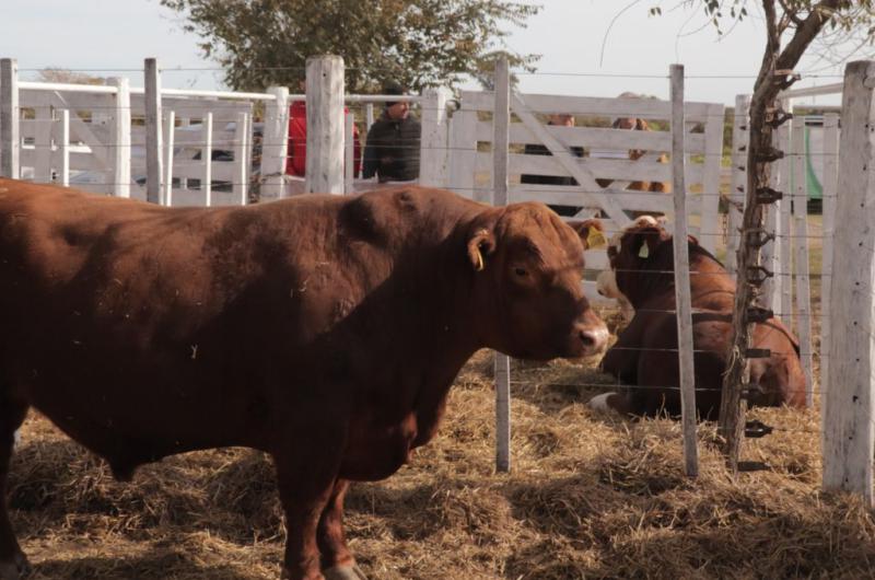 Retraso ganadero- en kilos de novillo los toros de las cabantildeas santafesinas valieron menos que el antildeo pasado