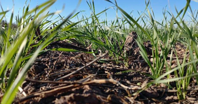 Aunque la siembra en algunas zonas se frenoacute por falta de humedad aumenta la superficie de trigo 