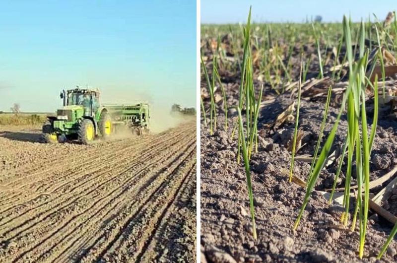 Aunque la siembra en algunas zonas se frenoacute por falta de humedad aumenta la superficie de trigo 