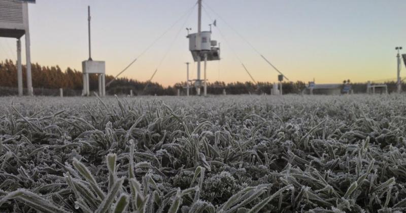 El invierno se perfila para ser reacutecord y el trigo lo sufre