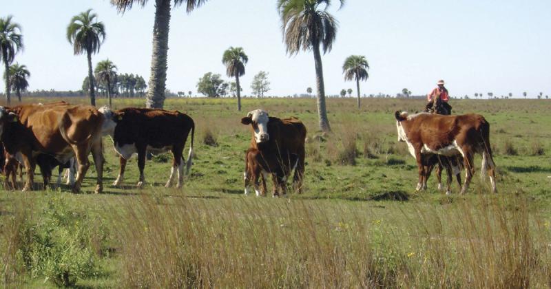 Rurales del Mercosur cuestionan exigencias ambientales de la UE y piden a sus gobiernos que defiendan el comercio libre