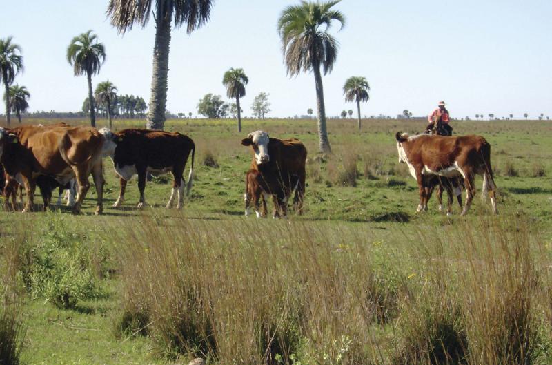 Rurales del Mercosur cuestionan exigencias ambientales de la UE y piden a sus gobiernos que defiendan el comercio libre