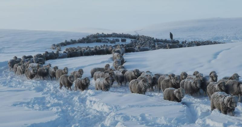 Campantildea solidaria para los ganaderos de la Patagonia 