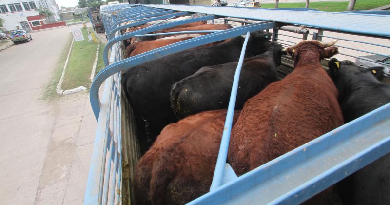 Fuerte caiacuteda de la faena bovina 