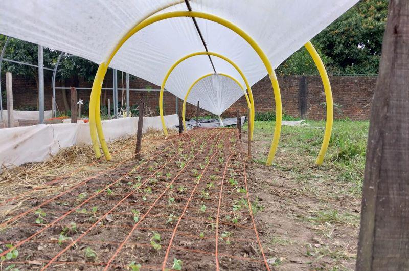 Coacutemo abrigar a las hortalizas