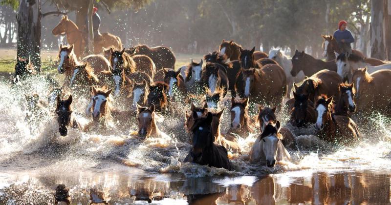 Tan argentino como el dulce de leche la caballo criollo tambieacuten seraacute Marca Paiacutes