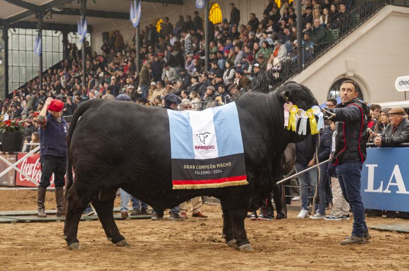 Braford y Brangus las grandes razas de la ganaderiacutea argentina juraron sus grandes campeones en Palermo