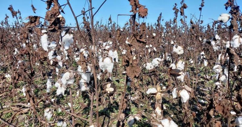 Lote con algodón en proceso de fructificación estado regular en el norte del departamento General Obligado