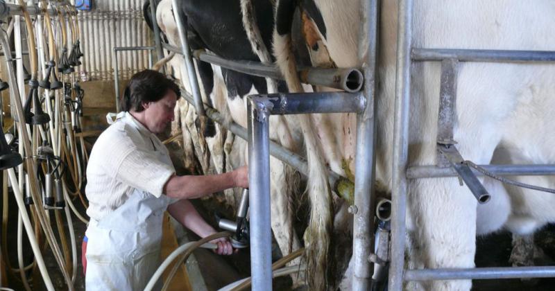  Lanzaron creacuteditos tamberos sin intereacutes a pagar en litros de leche