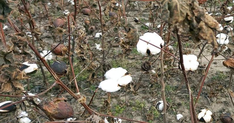 Lote con algodón en madurez fisiológica en el centro oeste del departamento Nueve de Julio