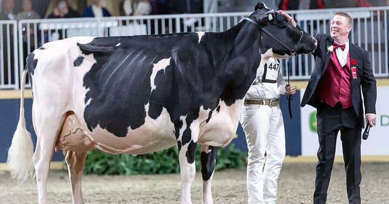 La Fiesta Nacional del Holando y la World Dairy Expo hermanadas por un mismo jurado