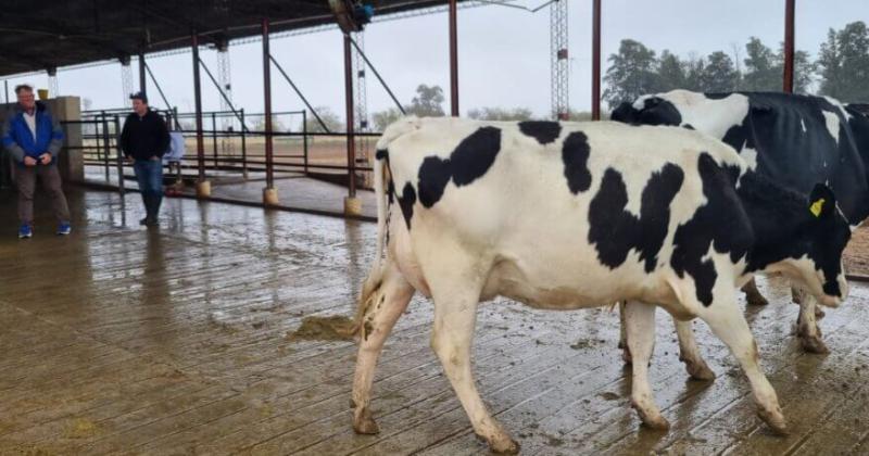 Arrancoacute el concurso de vacas a campo 