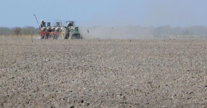 Con una proyeccioacuten de aacuterea reacutecord se largoacute la siembra de girasol