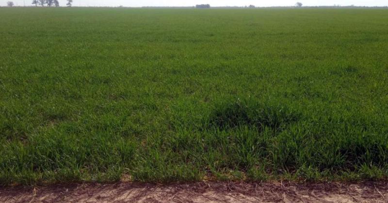 Lote con trigo en etapa de desarrollo vegetativo buen estado en el norte del departamento Las Colonias