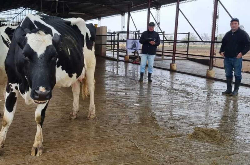 Arrancoacute el concurso de vacas a campo 