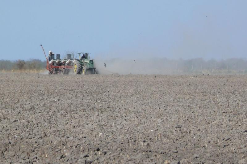 Con una proyeccioacuten de aacuterea reacutecord se largoacute la siembra de girasol