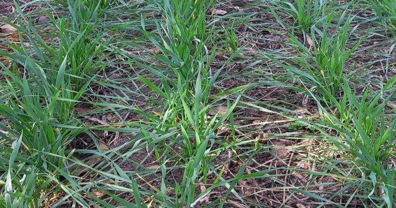 Lote con trigo en etapa de desarrollo vegetativo muy buen estado en el centro oeste del departamento Castellanos