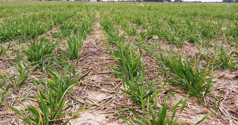 Las lluvias fueron escasas en el sur y hay maacutes trigos en condicioacuten regular