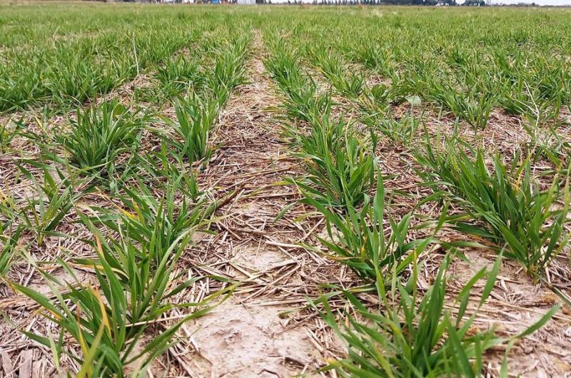 Las lluvias fueron escasas en el sur y hay maacutes trigos en condicioacuten regular