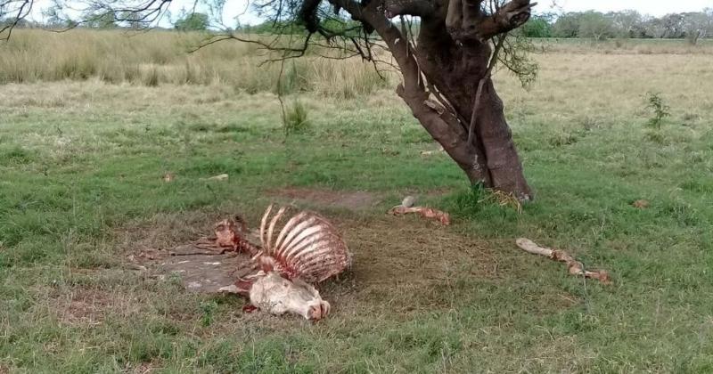 Mesa de Seguridad Rural- presentaron un canal virtual de denuncias