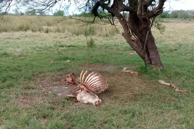 Mesa de Seguridad Rural- presentaron un canal virtual de denuncias