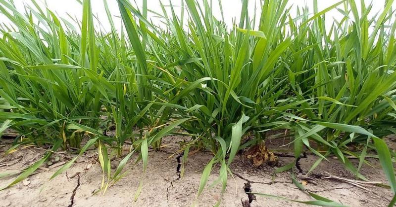 Arrancoacute la siembra de maiacutez temprano 