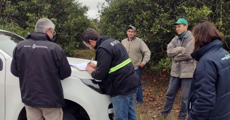 Alerta en Malabrigo- Senasa detecoacute HLB la peor amenaza para los ciacutetricos