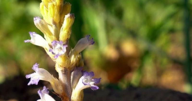 Lo que faltaba- se acerca una maleza paraacutesita del girasol