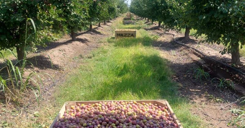 Un paso maacutes allaacute de la siembra directa