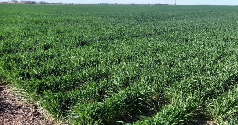 Lote con trigo en etapa de desarrollo vegetativo muy buen estado en el centro del departamento Castellanos