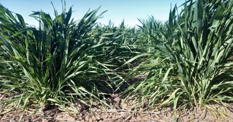 Lote con trigo muy buen estado en el centro del departamento Castellanos