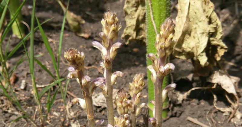 Orobanche cumana- una amenaza para el girasol argentino