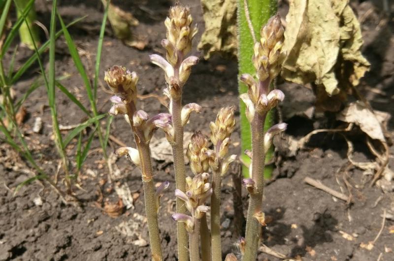 Orobanche cumana- una amenaza para el girasol argentino