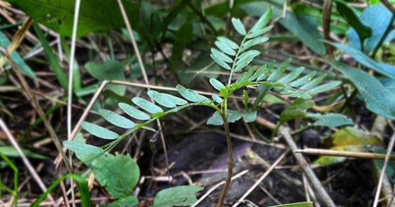 Control de exoacuteticas- revelan que jabaliacutees y ciervos potencian el avance de la acacia negra en Entre Riacuteos