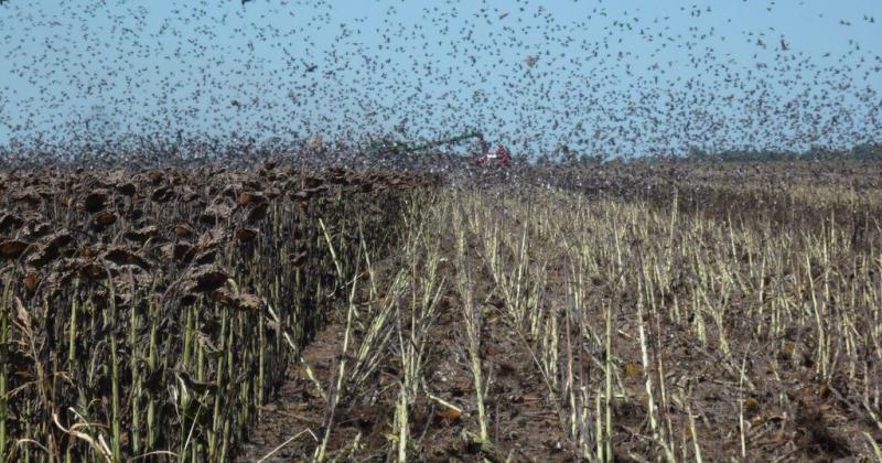 Ahiacute viene la plaga- un proyecto de ley propone ir contra las torcazas en Santa Fe