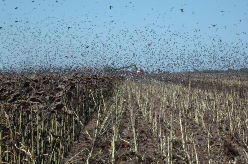 Ahiacute viene la plaga- un proyecto de ley propone ir contra las torcazas en Santa Fe