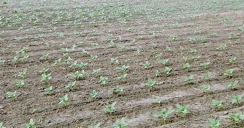 Lote con girasol en etapa de crecimiento buena emergencia en el centro norte del departamento General Obligado