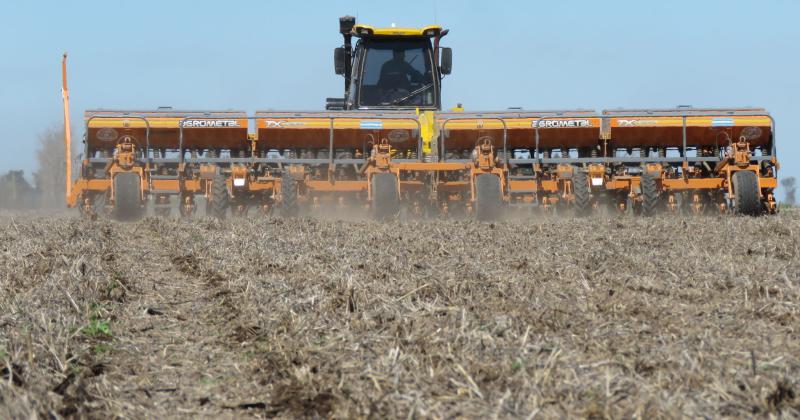 Complicaciones para sembrar maiacutez impulsan el protagonismo de girasol y sorgo 